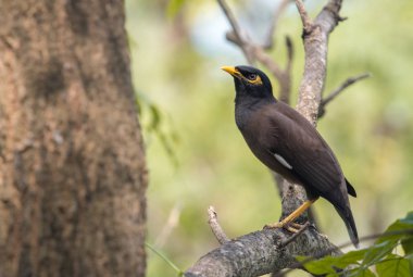 Bahçedeki dal tıraşlama Closeup ortak myna (Acridotheres tristis).