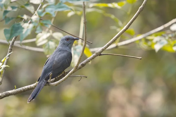 Closeup Mannelijke Klagend Koekoeken Cacomantis Merulinus Een Tak Met Groene — Stockfoto