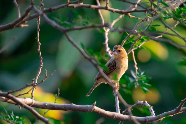 Primo Piano Femminile Asiatico Tessitore Oro Ploceus Hypoxanthus Appollaiato Ramo — Foto Stock