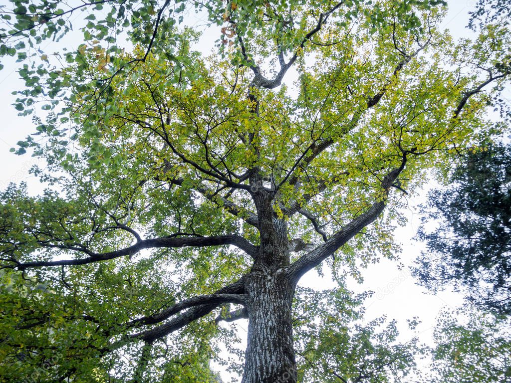 Looking up giant tree with white sky at RyuSei waterfall, Hokkaido, Japan.