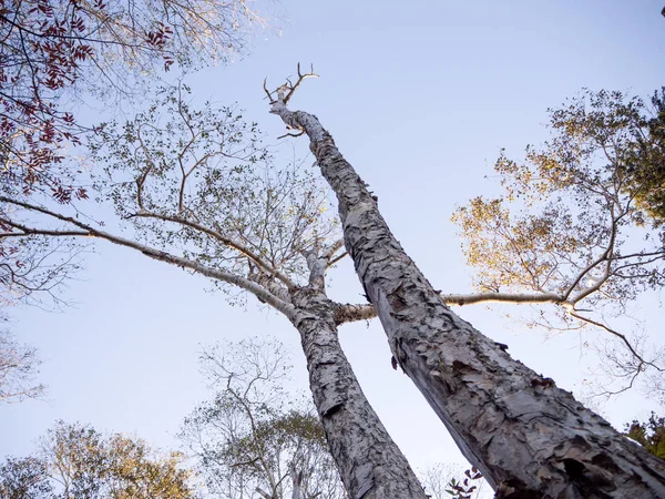 Olhando Para Cima Árvore Ramo Com Céu Azul Bela Natureza — Fotografia de Stock