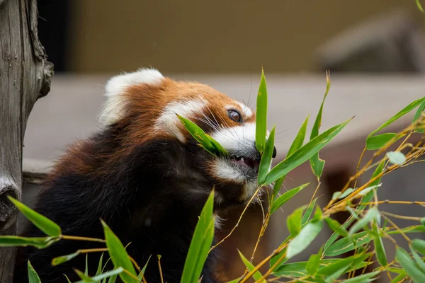 Primer Plano Panda Rojo Panda Menor Ailurus Fulgens Royendo Hojas — Foto de Stock