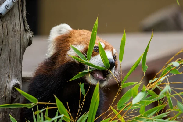 Primo Piano Panda Rosso Panda Minore Ailurus Fulgens Rosicchiando Foglie — Foto Stock