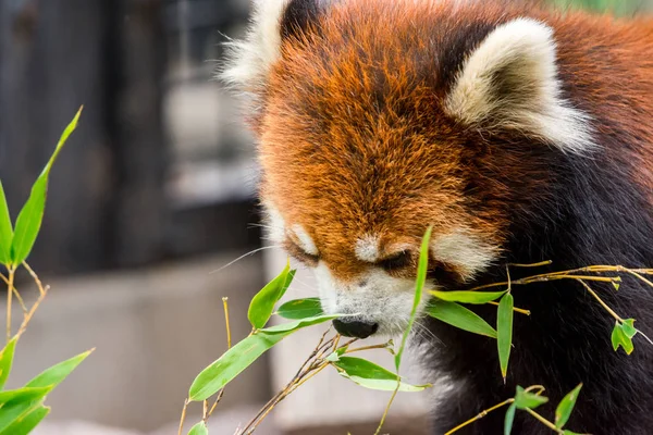 Primo Piano Panda Rosso Panda Minore Ailurus Fulgens Rosicchiare Una — Foto Stock