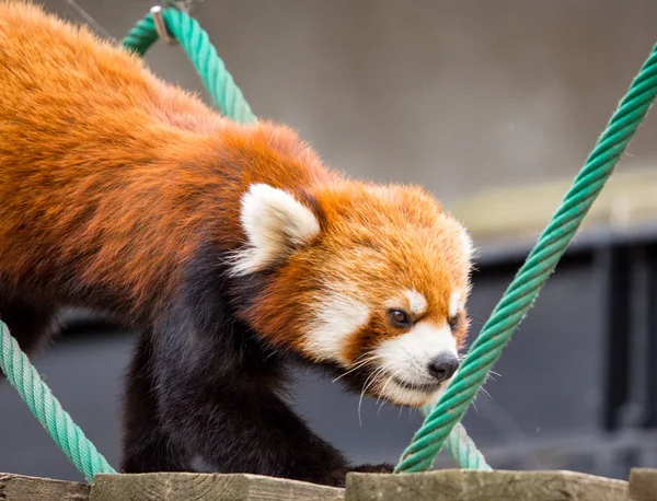 Chiudi Red Panda Lesser Panda Ailurus Fulgens Piccolo Ponte Corda — Foto Stock