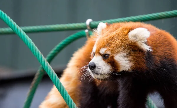 Close up Red Panda or Lesser panda (Ailurus fulgens) on a small wood rope bridge.