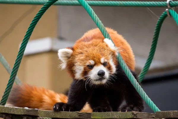 Primer Plano Panda Rojo Panda Menor Ailurus Fulgens Pequeño Puente — Foto de Stock