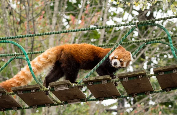 Gros Plan Panda Rouge Petit Panda Ailurus Fulgens Sur Petit — Photo