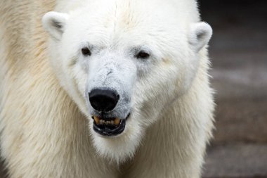 Kutup ayısı (Ursus maritimus) yüzünü kapatmak.