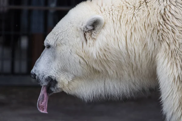 Polar Bear Ursus Maritimus Its Blue Tongue — Stock Photo, Image