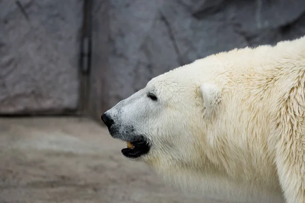 Close Polar Bear Ursus Maritimus — Stock Photo, Image