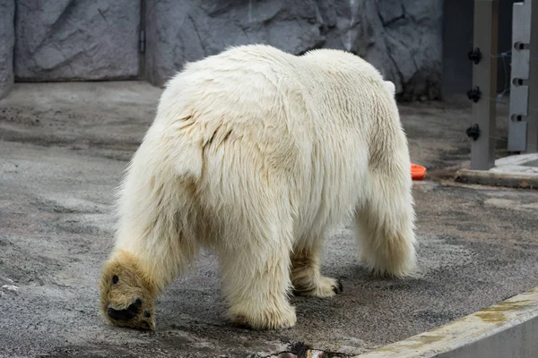 Polar Bear Ursus Maritimus Walking — Stock Photo, Image