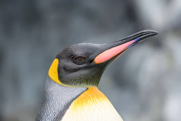 Zbliżenie Twarzy Aptenodytes Patagonicus Król Pingwin Hokkaido Japonia — Zdjęcie stockowe