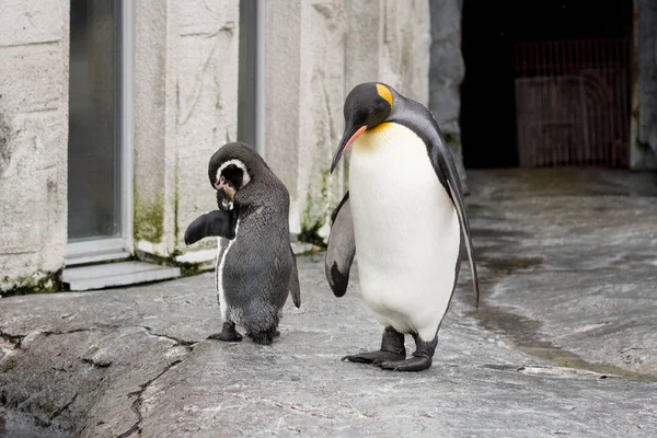 Pingüino Humboldt Pingüino King Caminando Sobre Roca —  Fotos de Stock