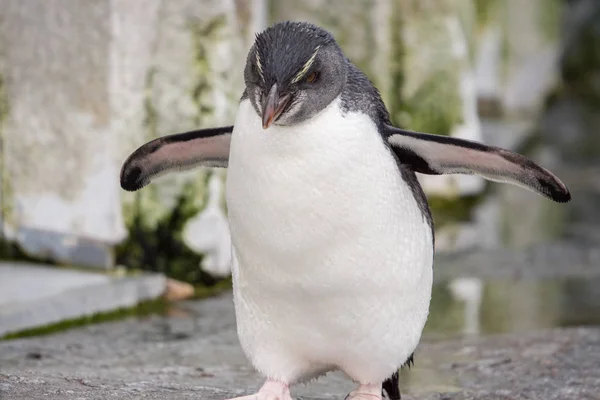 Southern Rockhopper Penguin Eudyptes Chrysocome Walking Rock Stock Photo