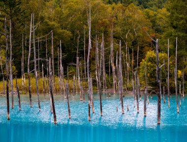 Mavi Göl (Aoiike) kuru ağaçlar ve su yansıma Biei Town, Hokkaido, Japonya.