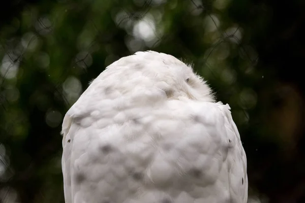 Detailní Záběr Mužské Snowy Owl Bubo Scandiacus Tvář Provincii Hokkaido — Stock fotografie