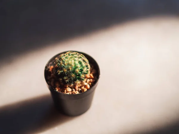 Mammillaria Plumosa Cactus Plumas Maceta Pequeña Negra Con Luz Solar — Foto de Stock
