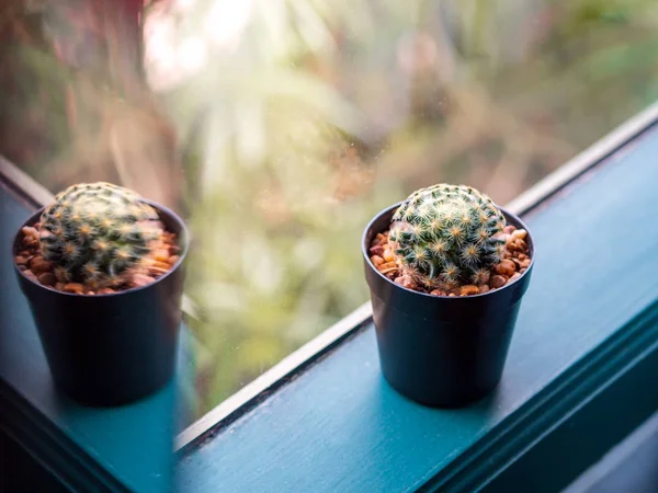 Mammillaria Plumosa Cactus Plumas Maceta Negra Pequeña Con Luz Solar — Foto de Stock