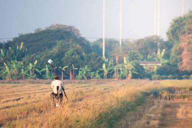 Bangkok, Tayland kırsal alanda doğal güneş ışığı ile pirinç çeltik alanında bir bisiklet sürme yaşlı adam.