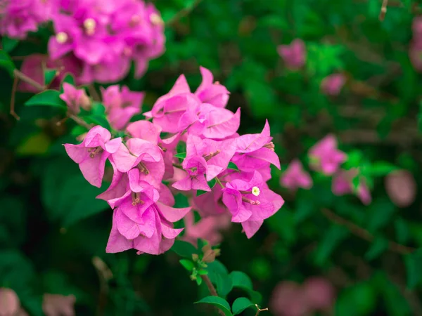 Ροζ Βουκαμβίλιες Λουλούδια Πράσινα Φύλλα Για Φόντο Θέμα Ημέρα Του — Φωτογραφία Αρχείου