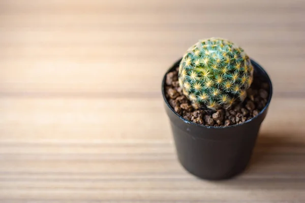 Närbild Liten Kaktus Mammillaria Schiedeana Trä Tallrik Med Solljus Genom — Stockfoto