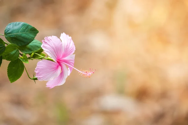 Closeup Pink Hibiscus flower (Hibiscus rosa sinensis) and green leaves blooming in the garden with blurred nature background.