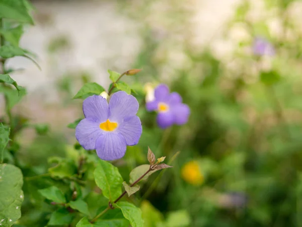 Closeup Thunbergia Erecta Flowers Garden Yellow Sunlight Stock Image