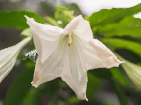 Κοντινά Πλάνα Του Λευκού Αγγέλου Brugmansia Λουλούδι Στον Κήπο Πράσινα — Φωτογραφία Αρχείου