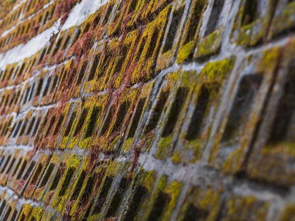 Closeup Stone Wall Textured Shallow Depth Field Covered Green Moss — Stock Photo, Image