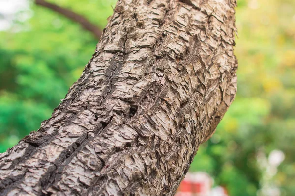 Closeup giant tree bark textures with yellow sunlight. Selective focus wallpaper.
