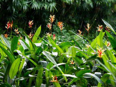 Heliconia spp. arka plan için bahçede çiçek ve yeşil yapraklar.