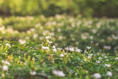 Gerdenia Crape Yasemin (T. divaricata) sabah sarı güneş ışığı ile beyaz çiçekler. Kopya alanı ile küçük beyaz çiçeklerde seçici odak.