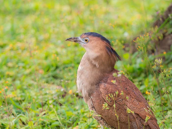 Closeup Dospělí Malajské Noční Heron Gorsachius Melanolophus Chůze Parku Zelenou — Stock fotografie