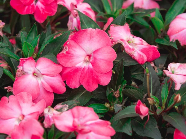 Κοντινά Πλάνα Όμορφα Ροζ Λουλούδια Πράσινα Φύλλα Στον Κήπο Έχουν — Φωτογραφία Αρχείου