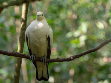 Büyük çekim Pied İmparatorluk-güvercin (ducula bicolor) yeşil doğa ile bir şube üzerinde kuş tüngüsü bulanıklık bokeh arka plan.