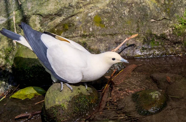 Closeup Piená Císařská Holub Ducula Bicolor Perčící Skále Slunečném Prostoru — Stock fotografie