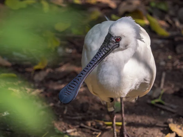 Siyah yüzlü Spoonbill (Platalea Minor) kırmızı gözleri ile kamera bakarak closeup.