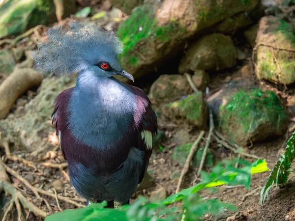 Západní Korunovační Holub Goura Cristata Stojící Zemi Hledající Potravu Červenýma — Stock fotografie