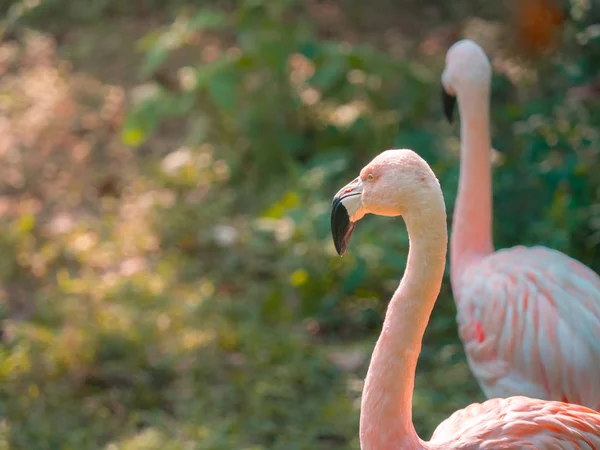 Närbild Vuxen Större Flamingo Fenicopterus Roseus Ansikte Djurparken — Stockfoto