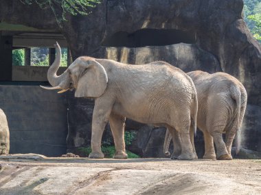 Taipei hayvanat bahçesinde iki Afrika fili (Loxodonta africana), Tayvan.