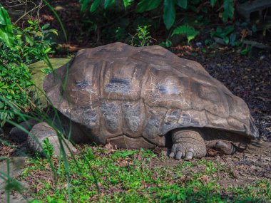 Taipei hayvanat bahçesinde yeşil çimenler üzerinde uyuyan Closeup Dev kaplumbağa, Tayvan.