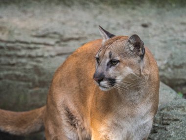 Closeup yetişkin kadın Cougar (Puma concolor) üzgün gözleri ile yüz.
