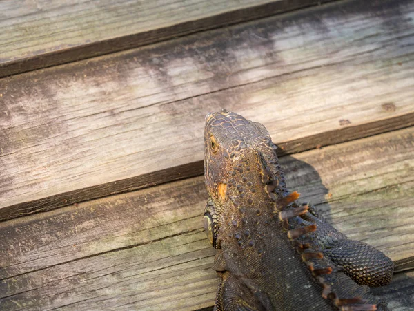 Closeup Hlava Obra Iguana Líné Dřevěné Desce — Stock fotografie