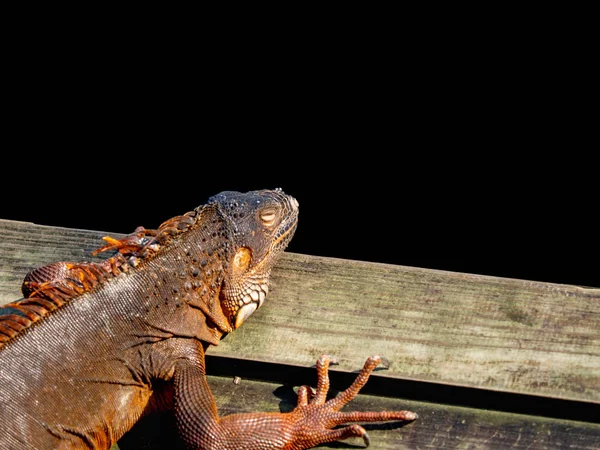Obří Iguana Spící Dřevěné Desce Černým Pozadím — Stock fotografie