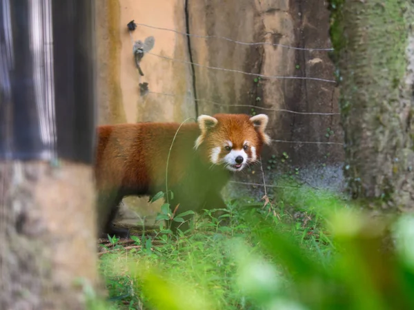 Красная Панда Малая Панда Ailurus Fulgens Ходит Земле — стоковое фото