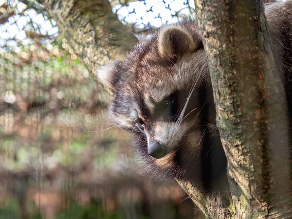 Closeup Raccoon Procyon Lotor Que Estabelece Uma Árvore — Fotografia de Stock