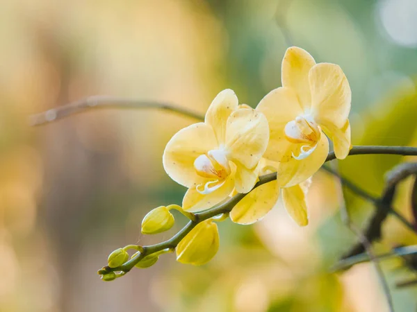 Όμορφη Κίτρινη Ορχιδέα Λουλούδια Ανθίζει Στον Κήπο Φύση Θολή Φόντο — Φωτογραφία Αρχείου