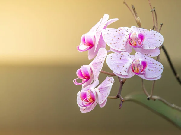 Όμορφο Ανοιχτό Μωβ Λουλούδια Ορχιδέα Ανθίζει Στον Κήπο Αφηρημένο Θολή — Φωτογραφία Αρχείου