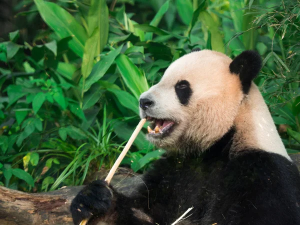 Adorabile Affamato Panda Gigante Ailuropoda Melanoleuca Mangiare Germogli Bambù — Foto Stock